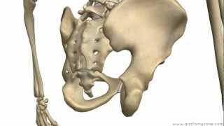 Bones of the Pelvis  Hip Bones  Anatomy Tutorial [upl. by Oralee]