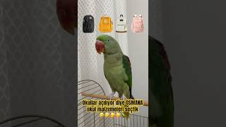 Sizce OSMAN seçtiğimiz okul malzemelerinden memnun kalmış miydir 🙄🤣🤣🦜 shortsvideo [upl. by Wallas]