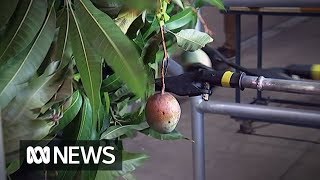 Mangopicking robot could help worker shortage  ABC News [upl. by Aphra]