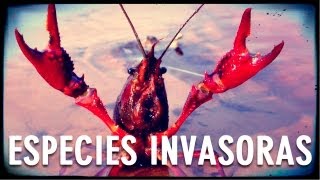 Especies Invasoras [upl. by Misab157]