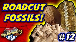 HUGE Variety of Fossils from Route 146 Roadcut near Anna Illinois [upl. by Dennis]