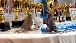 Выставка голубей Двухчубые голуби Tauben Pigeons Palomas Pombos कबूतरों [upl. by Htiekram]