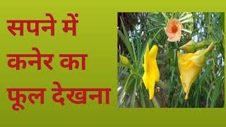 सपने में कनेर का फूल देखना sapne mein kaner ka phool kaner ke phool ka sapna aana sapna [upl. by Moir]