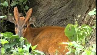 A curious barking deer [upl. by Mall]