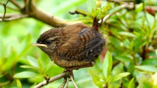 Juvenile Eurasian Wrens Troglodytes troglodytes  Zaunkönig Jungvogel  3 [upl. by Nigem]