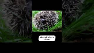 Why do hedgehogs curl in a ball generalknowledge facts quickfacts facts [upl. by Adamsun]