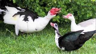 quotMuscovy Ducksquot Documentary [upl. by Cowen]