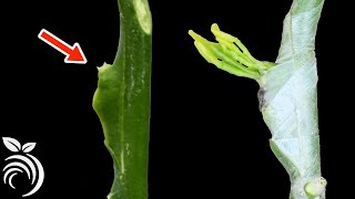 Grafting Citrus Trees by Chip Budding in a Nursery [upl. by Enelak119]