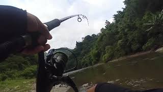 Seasonal Anonang Fruit Fishing Moya copper Mahseer and Chocolate Mahseer [upl. by Litnahc]