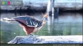 Hoatzin Stinkbird on Lake Garzacocha  La Selva Amazon Ecolodge amp Spa  Ecuadorian Amazon [upl. by Rosena27]