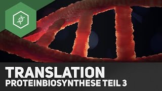 Die Translation  Proteinbiosynthese Teil 3 [upl. by Yelekreb]