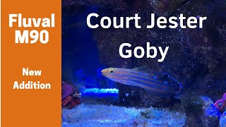 Court Jester Goby Spotlight [upl. by Jacobs]