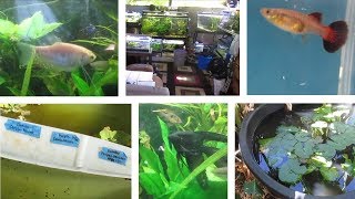 Lots of Guppy Strains amp Other Fish  Hawaiian Outdoor Fish Room amp Backyard [upl. by Boatwright]