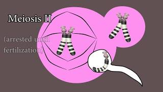 Meiosis and meiotic nondisjunction in trisomy 21 [upl. by Kalvn]