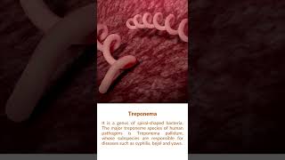 What is Treponema Bacteria [upl. by Assilak]