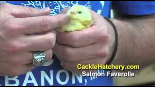 Salmon Faverolle Chicken  Baby Chicks for Sale  Cackle Hatchery [upl. by Suzetta583]