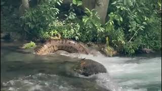 Sucuri na cachoeira em BonitoMS 🇧🇷 [upl. by Ahsirtap63]