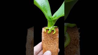 The magical secret to quickly taking root and blooming continuously [upl. by Nahgen]