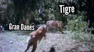 Gran Danés contra un Tigre Escena de una Película Antigua [upl. by Kryska]