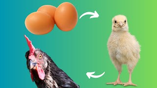 Discover the Surprising Stages of Chicken Growth [upl. by Jewett]