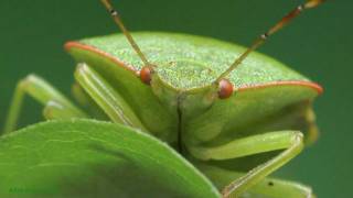 Odorek zieleniak  Palomena prasina Green shield bug [upl. by Annasiul]