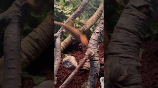 Jumping GECKO 🦎 eats cricket [upl. by Rahal414]