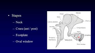 Anatomy of the Temporal bone Canals of temporal bone [upl. by Goldsworthy183]