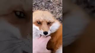 😹Laughing Foxes  The Cutest Video Youll Ever See🤣 petvideos [upl. by Artied]