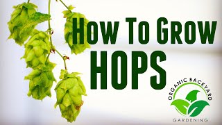 How to Grow Hops in Containers at Home for Beer Brewing  Backyard Growing Hops Guide [upl. by Sitnik503]