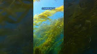 Urchins Eating Kelp sea nature wildlife [upl. by Atibat762]