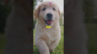 Adorable Dogs Having a Blast cute doglover [upl. by Jerold]