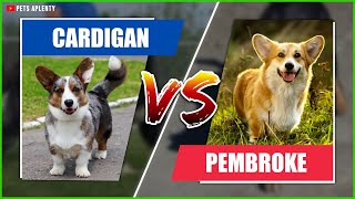 The Cardigan Welsh Corgi vs Pembroke Compare the breeds and find out which is better [upl. by Kcirtapnhoj]