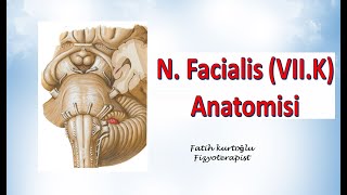 Nervus Facialis  Neuroanatomy  Nöroanatomi Konu Anlatımı 21 [upl. by Nyrac]