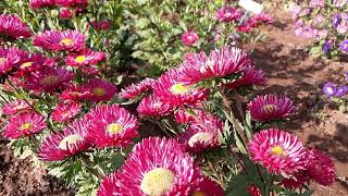 China aster  Callistephus chinensis  Aster flower [upl. by Narrad]