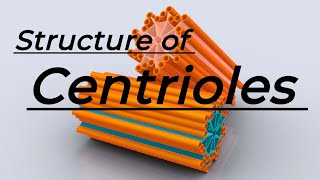 Centrioles  Structure of Centrioles  3D animated videos [upl. by Merline]