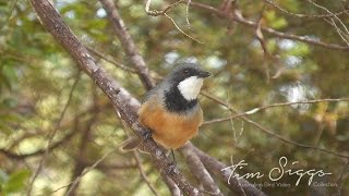 Rufous Whistler Singing  Pachycephala rufiventris  HD Video Clip 1  1 [upl. by Ettore]