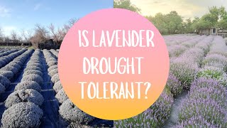 Is Lavender drought tolerant [upl. by Meriel]