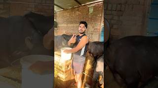 Day 03 daily feed formula cow feed formula feedingpashu ka doodh kaise badhaye milkfed cowfeed [upl. by Egidio]