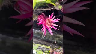 Zig Zag or Fish Bone Cactus in Flowers in Our Garden [upl. by Yenahs]