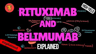 RITUXIMAB and BELIMUMAB Mechanism of action [upl. by Anema]