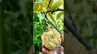 Sitafal fruit facts fruitplants graft farming [upl. by Ley]