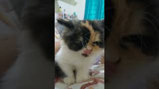 cover song music cat [upl. by Aseela500]