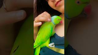 My beautiful talkative parrot Zoomi ❤️🫶viralvideo parrot [upl. by Lemrahs405]