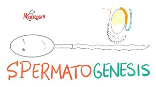 Spermatogenesis  Reproductive System  Biology  MCAT [upl. by Josy]