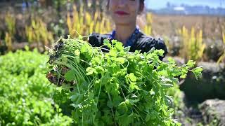 Organic DahniyaCoriander Cultivation and Harvesting [upl. by Kaleena]