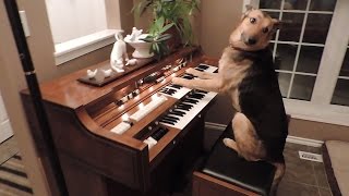 Rescue dog turns on piano and plays it [upl. by Franklyn110]