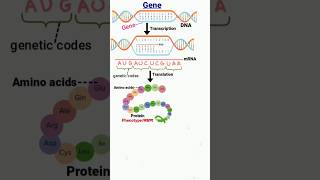 gene  transcription  translation  DNA  genetic codes genetics geneticcode dna aminoacids [upl. by Niawd]