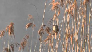 Trzciniak  Acrocephalus arundinaceus  Great reed warbler [upl. by Mckee]