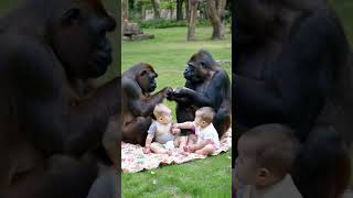 Gorilla and baby picnic [upl. by Lustick]