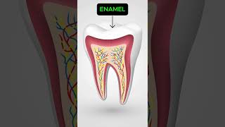 Parts and Layers of Tooth  Dr Harini [upl. by Linea]